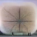 천과나무 이미지