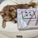 사계절컴퓨터세탁 | 고양이 이불 피넛버터젤리 니트 블랭킷 사계절 강아지 담요 추천