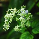 무주화원 이미지