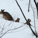 큰골사슴 이미지