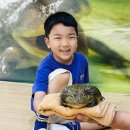 [6월 동물체험] 양서류- 개구리와 도룡뇽 이미지
