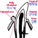 고양이 충치: Feline Oral Resorptive Lesions (FORLs)/양치질 시연 영상 추가 이미지