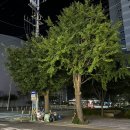 바다튀김 | [ 전남 ] 여수🩵 칠게튀김과 진미채튀김이 올라간 * 바다닭강정 후기 —˖ ࣪⊹ 🔆