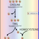 베타인은 콜린이 전구체로 비타민과 연관/ 암 해독에 필요~?? 이미지