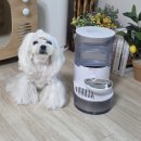 강아지랑 고양이 | 강아지 고양이 정수기 사용후기, 묘향가 필터 없는 자동 급수기