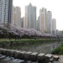 온천천시민공원 동백 이미지