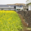 봄향기 뿜뿜! 제주 사진찍기 좋은 유채꽃밭 4 이미지