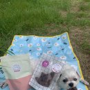 댕댕까까 이미지