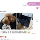 청주 애견유치원 꼬리흔들개Lucky | 강아지 유치원