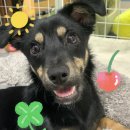 똥꼬발랄 이미지