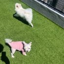안양유치원 | 우리 별이 강아지 유치원 다녀요! 놀러오개 안양점 잘 다니고 있는 내돈내산 후기