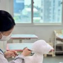 애견미용 이미지