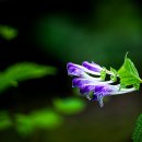 2026-05 만행후기(홍릉, 천장산, 의릉) 이미지