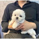 도그마루 이미지