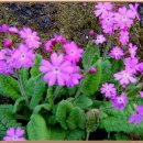 행복한하루 이미지