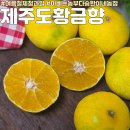 더불어 농장 | 선물용 여름과일 아빠는 농부다 승환이네 농장 제주도 황금향 후기