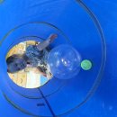 공굴리기 이미지