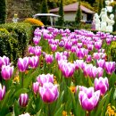 부인농원 이미지