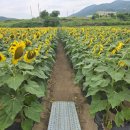 1단지와 11단지 사잇길(내점길) | 경주 로드100 해바라기 개화 상태! 보랏빛 버베나와 황금빛 해바라기가 선사하는 인생샷 명당 솔직 후기
