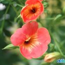 까페능소화 이미지