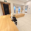 회산로 | 강릉애견펜션 끝판왕 - 자쿠지·바베큐·마당까지 다 있는 강릉왓댕 후기