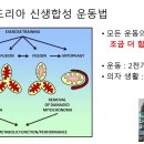 12월 21일 업데이트 (미토콘드리아 신생합성운동) 이미지