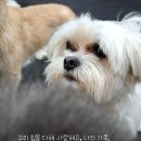 웬만해선 개들을 막을 수 없다 네이버블로그