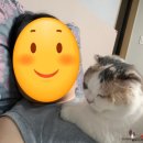 냥이파파 이미지