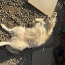 대명노르웨이숲 이미지