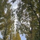 무정면 은행나무 축제 이미지