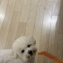 시키묵자 | 12월을 맞이하는 법 / 부산 빵빵이 팝업후기 / 가챠 중독 카드캡터 체리 가챠 / 헬로키티 가챠