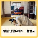 관음송 | 영월 갈만한 곳 단종유배지 청령포, 운영시간 주차 배 관음송 단종어소