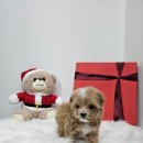 야옹아멍멍해봐삼각점 이미지