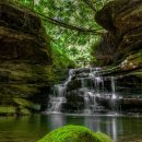 행복해질 개 이미지