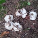 오늘은 흰굴뚝버섯만 이미지