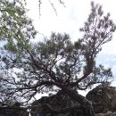 용담 베리숲마을 (옥내1) | 백두대간 백복령-원방재 마룻금을 걷다