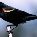 하나로마트(용안) 이미지