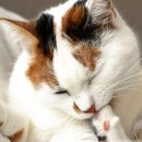 그루밍 단 이미지