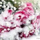 하얀이불 이미지