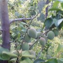 광배농장 이미지