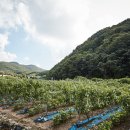 파주축산한우마을 이미지