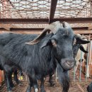 춘천흑염소도축장 이미지