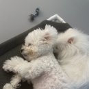 밀크독 케어 애견유치원 호텔 이미지