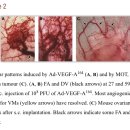 Re:고주파온열암(42도)의 항암효과 이미지