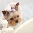 황제 펫 이미지