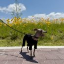 멈머다냥 이미지