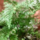 예원화원&예원 이미지