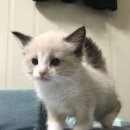 이쁜포리 이미지