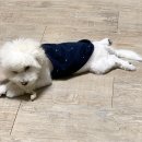 전주강아지분양 미니퍼피 가정견사 직영 | 전주 강아지 분양 미니퍼피 가정견사 사료 추천 예방접종 안내