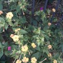 흔한씨앗 3종 한련화,겹채송화,분꽃 5분나눕니다 이미지